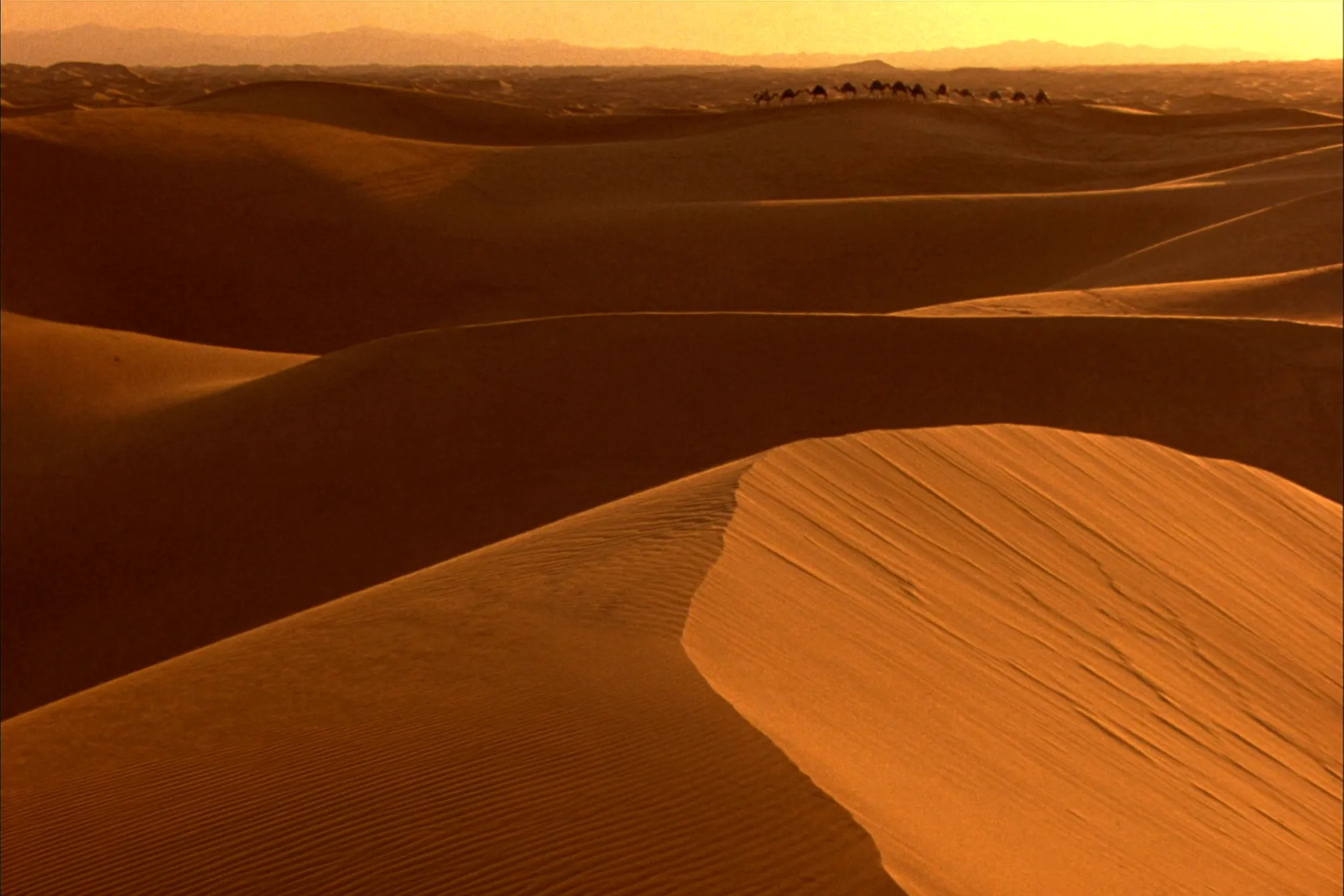 Caravane de dromadaires sur les dunes du Sahara au couchant